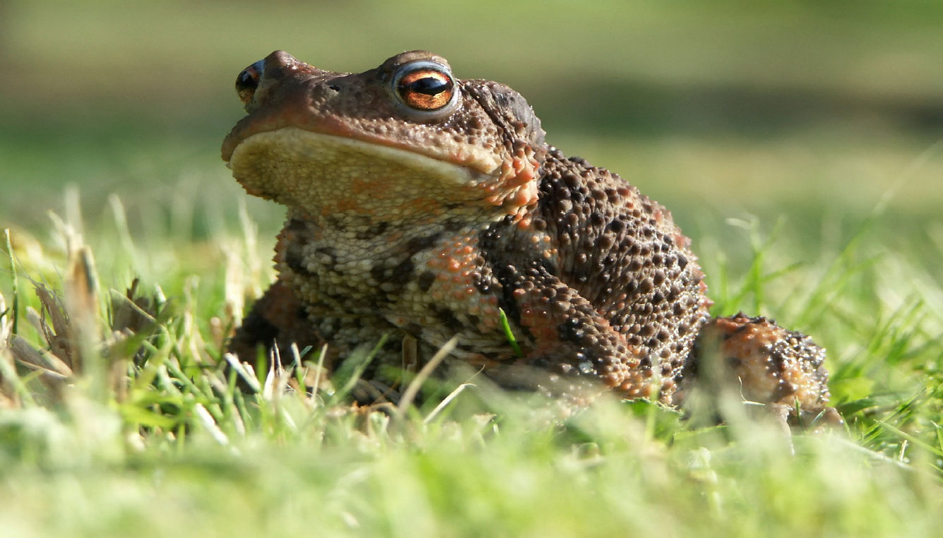 Toad Lodge bed and breakfast welcome